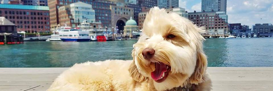 TheGratefuldogs's profile banner image