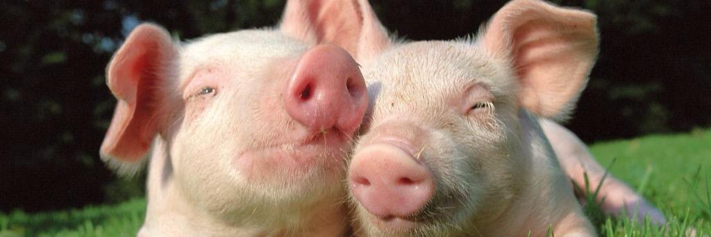 AnimalesSienten's profile banner image