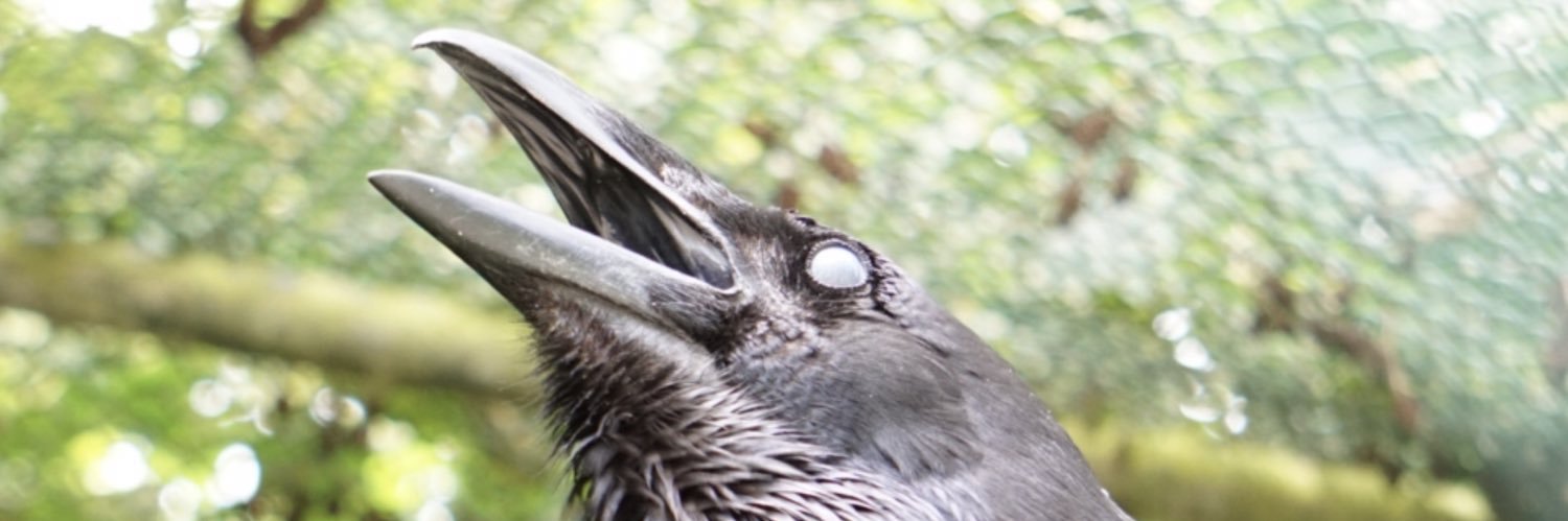SakkeeSander's profile banner image