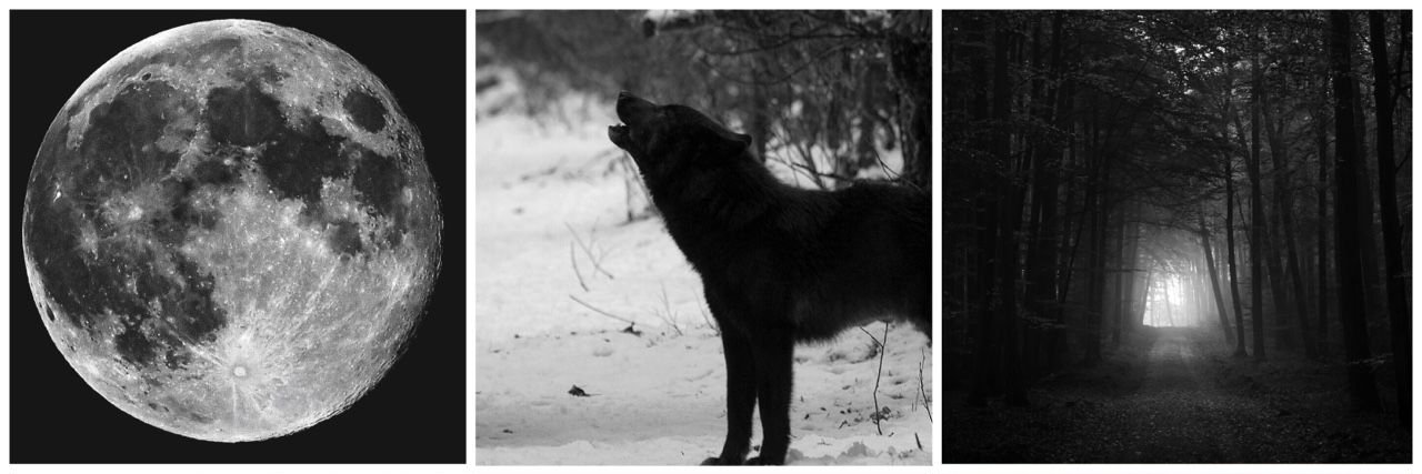 Shelby Whitlock banner