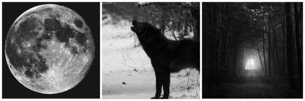 PiercedPaws Profile Banner