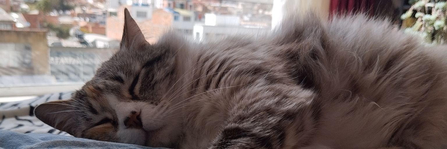 caaamm_ss's profile banner image