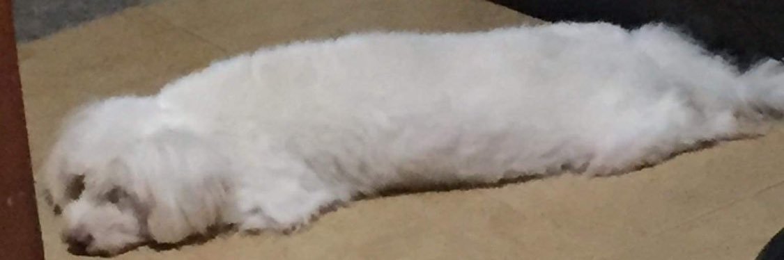 SmoresPanini's profile banner image