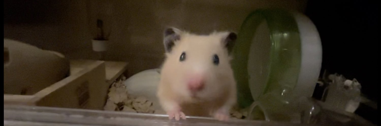 🌼熊瀬絵美里🐻‍❄️ banner