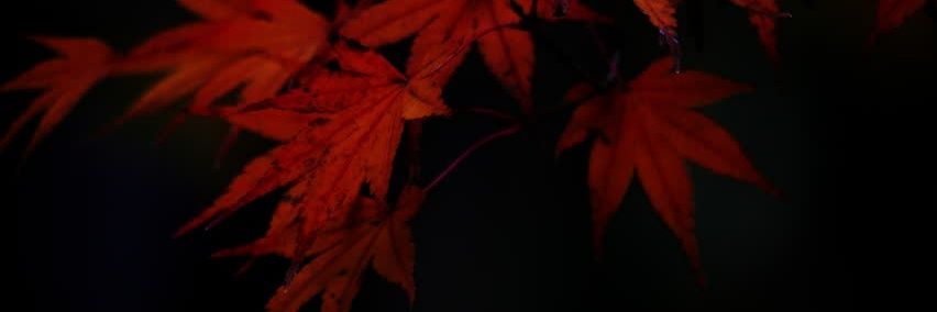 Umi_Nehiloth's profile banner image