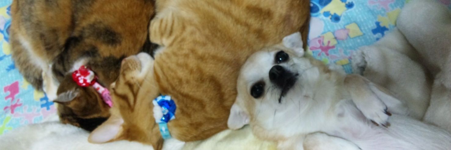 aya_feel's profile banner image