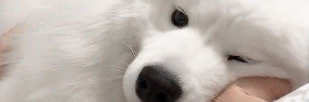 Wachi_watcha's profile banner image