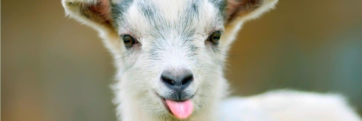applebreezers's profile banner image