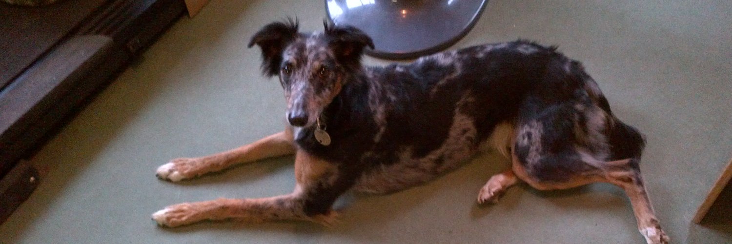 caring4dogs's profile banner image