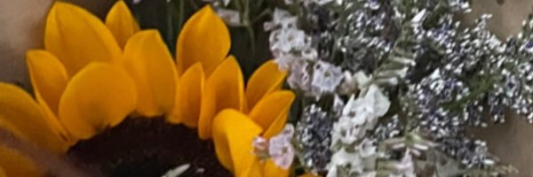 🌻 banner