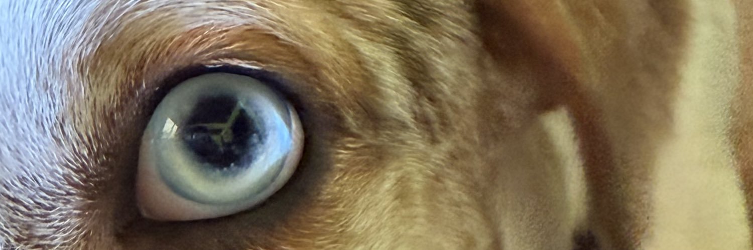 Poxa_Rossone's profile banner image