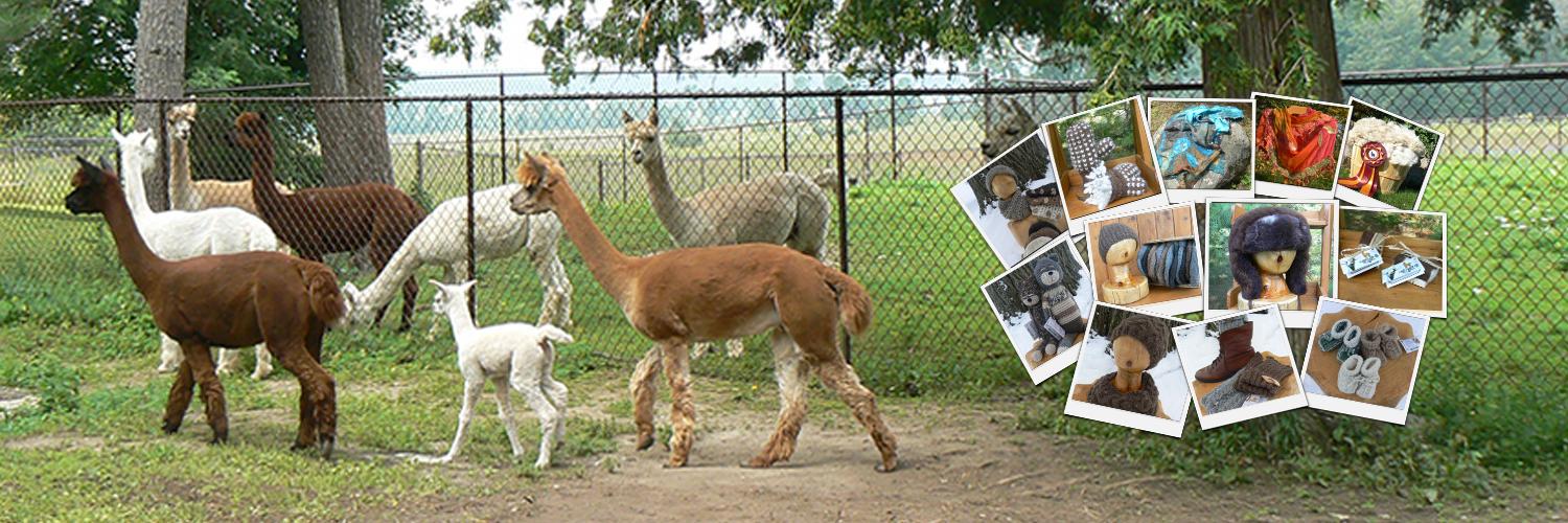 Ballintotas Alpacas banner