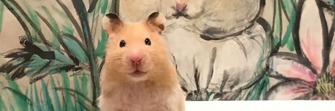 megmu_y's profile banner image