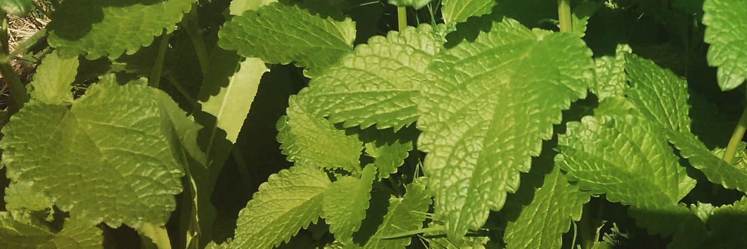 BioGrowz's profile banner image