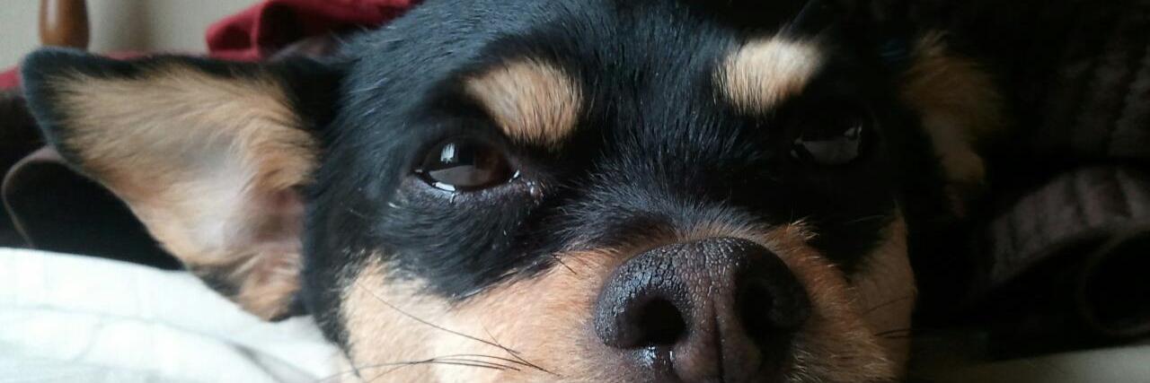ember_dog's profile banner image