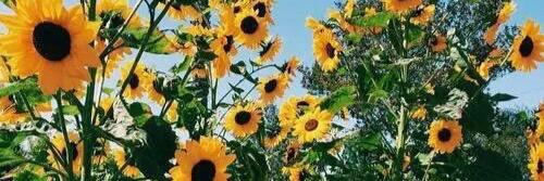 lyricsnapchat's profile banner image