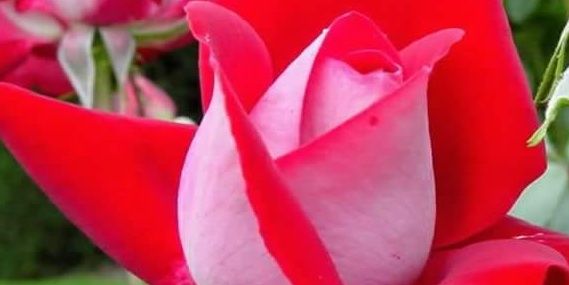 khadijah9911's profile banner image