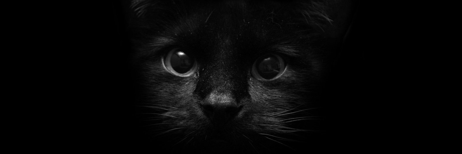 aculculle's profile banner image