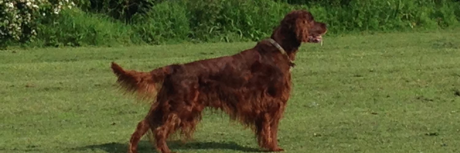 Ingrid Gilray banner