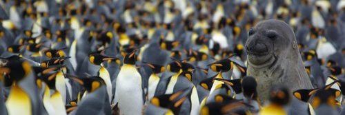 Morgan Pfiffner banner