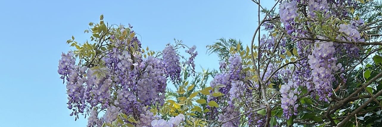 hydrangeabloom's profile banner image