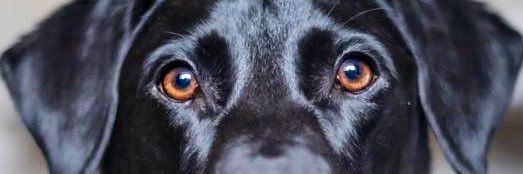 annsleereis's profile banner image