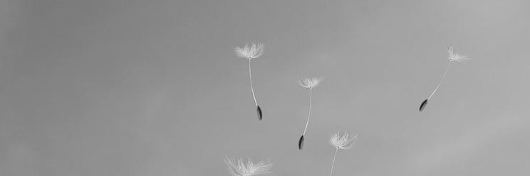 Dana Diminescu banner