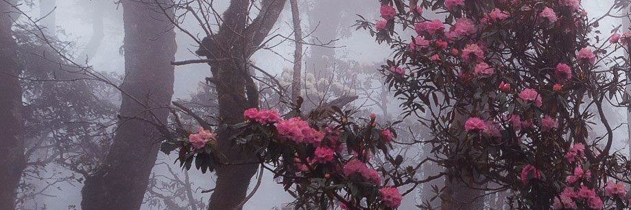 sheremetyeva_a's profile banner image