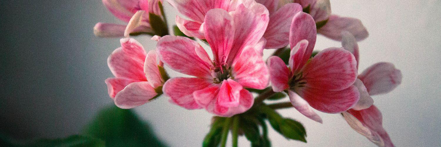 Mila_Postol's profile banner image