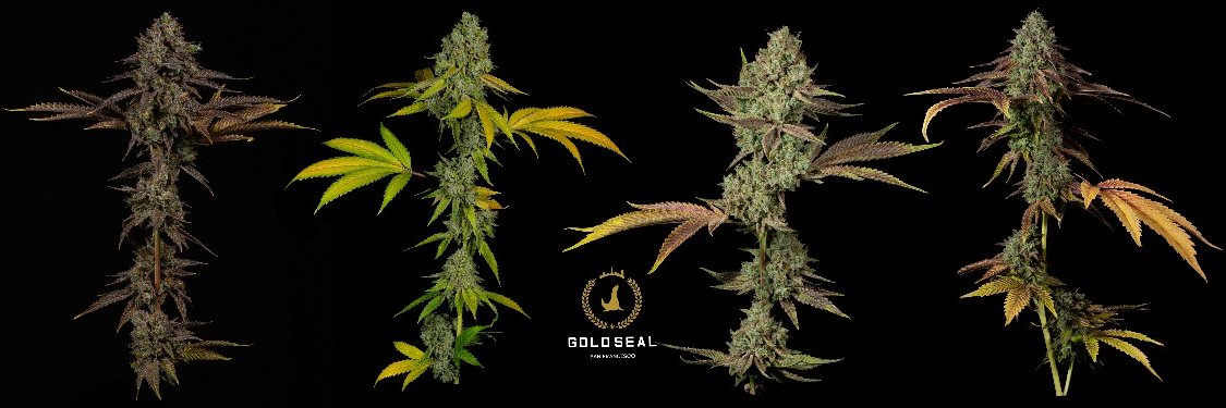GoldSealSF's profile banner image