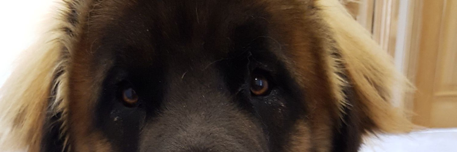 stewpick's profile banner image