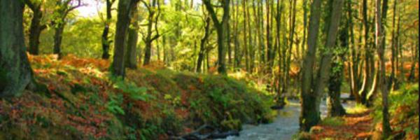 Madgettsgame Profile Banner