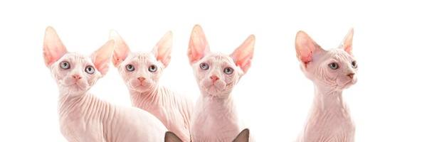 theohck's profile banner image