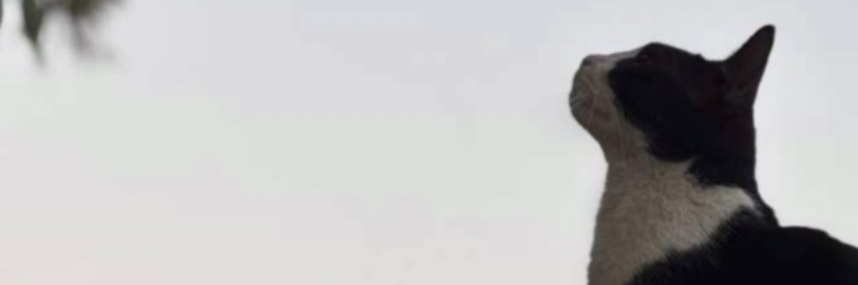Lama_Alsaedi's profile banner image