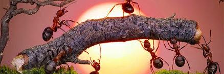 犬・猫 半自動bot 拡散 banner