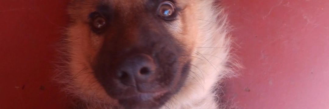 Dutra_Agus's profile banner image