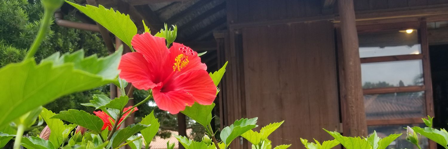 AnnaSaito2's profile banner image