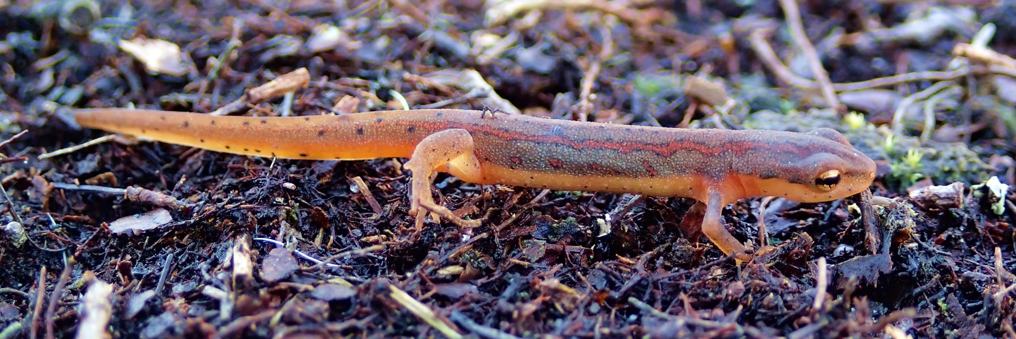 StripedNewts's profile banner image