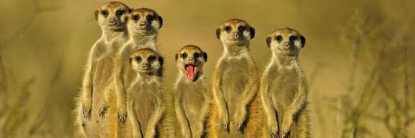 GringodeSousa Profile Banner