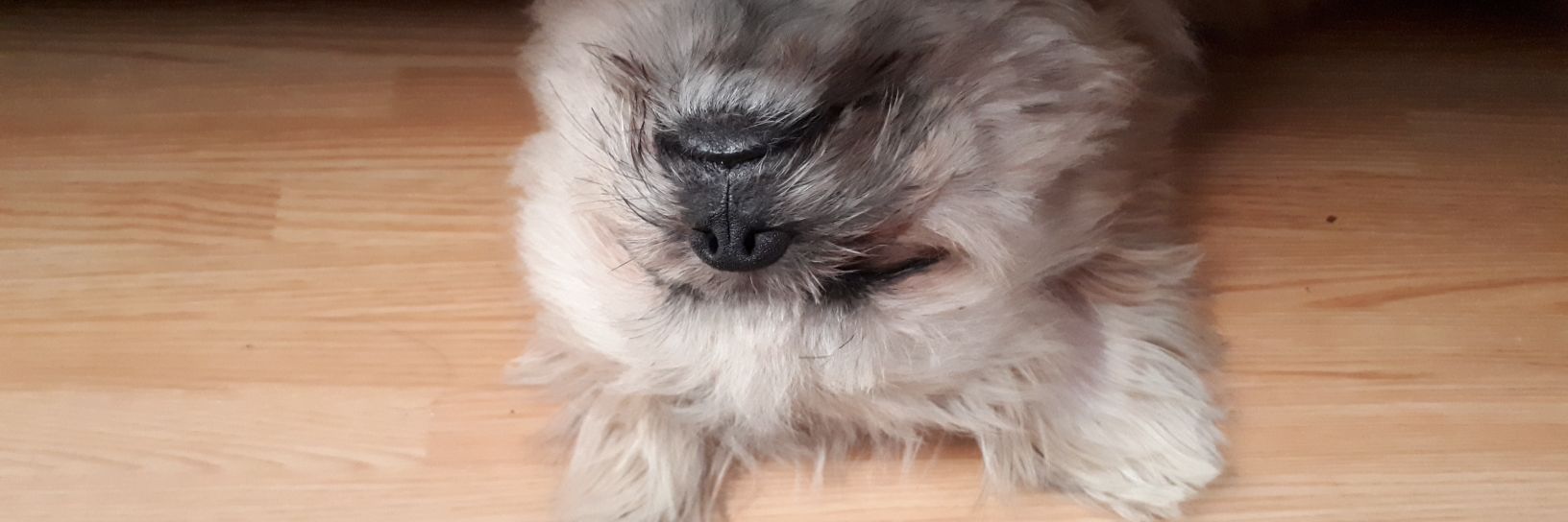 la_petitfleur's profile banner image