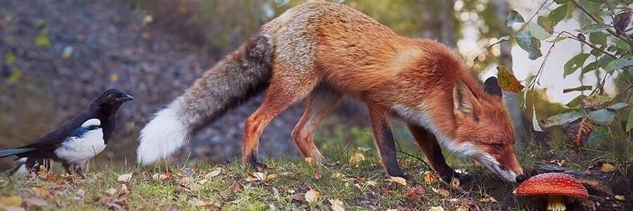 DvirShatz's profile banner image