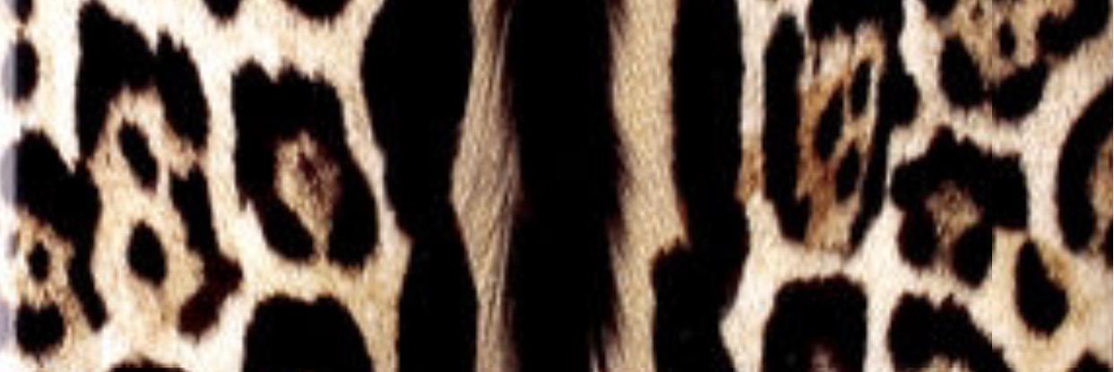 techicabrera22's profile banner image