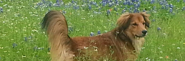 DebSczech's profile banner image