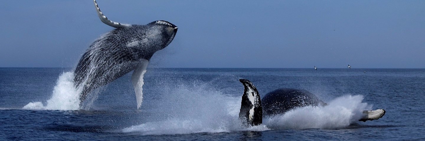 O'Brien's Boat Tours banner
