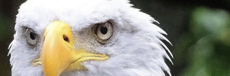 molarprincess's profile banner image