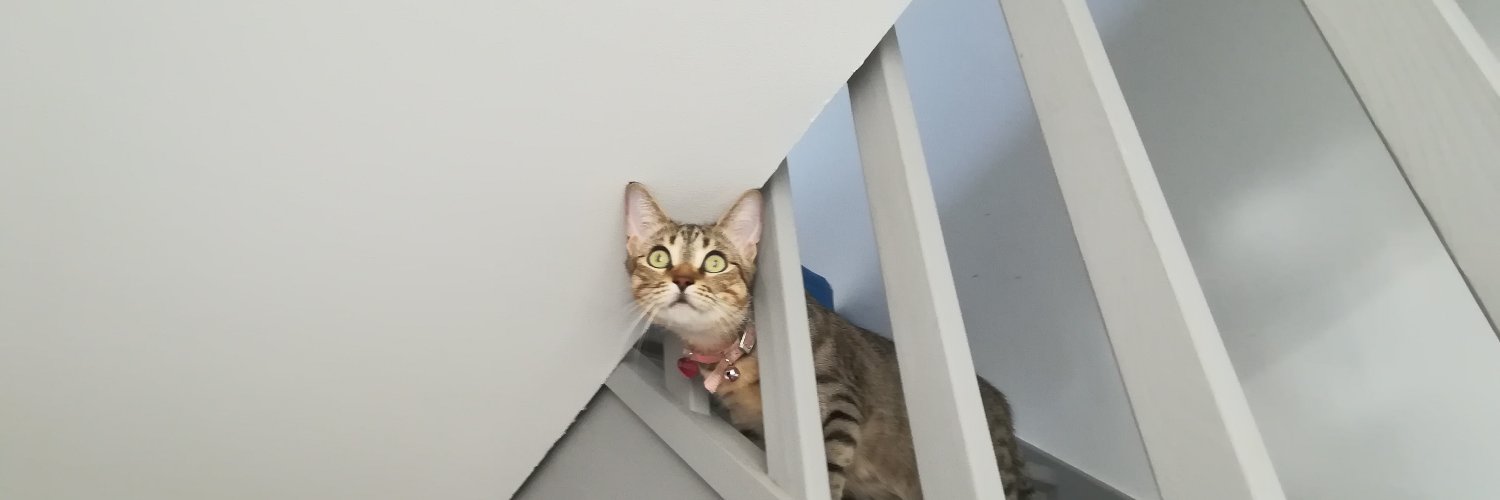 parityCat's profile banner image