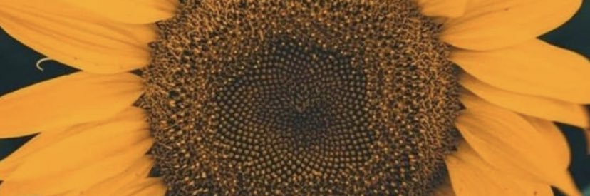 thamaraloopes's profile banner image