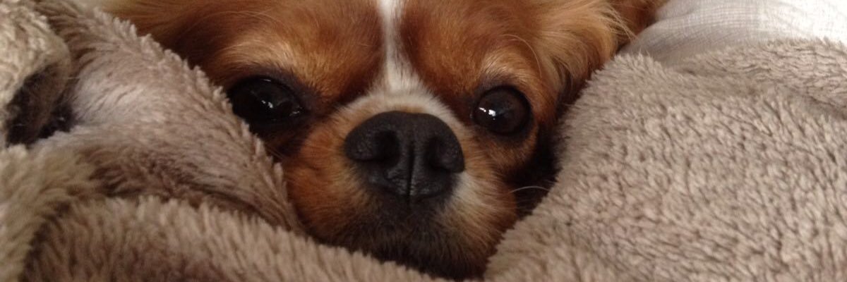 danni8531's profile banner image