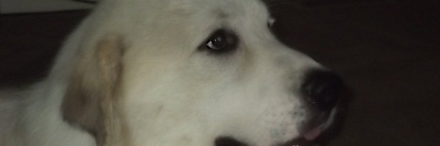 Advocate2's profile banner image