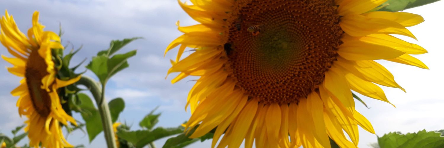 bubu1664's profile banner image